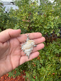 pierced shell 2