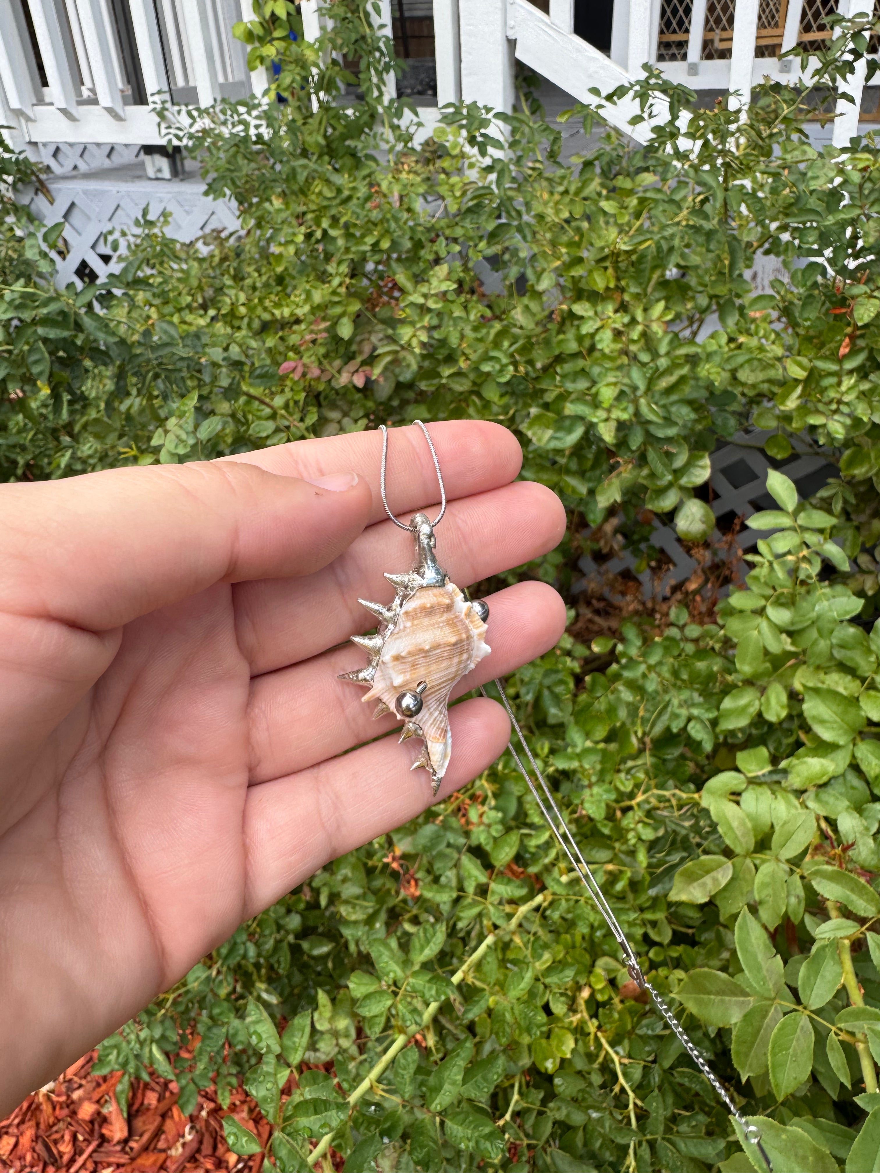 pierced shell 1