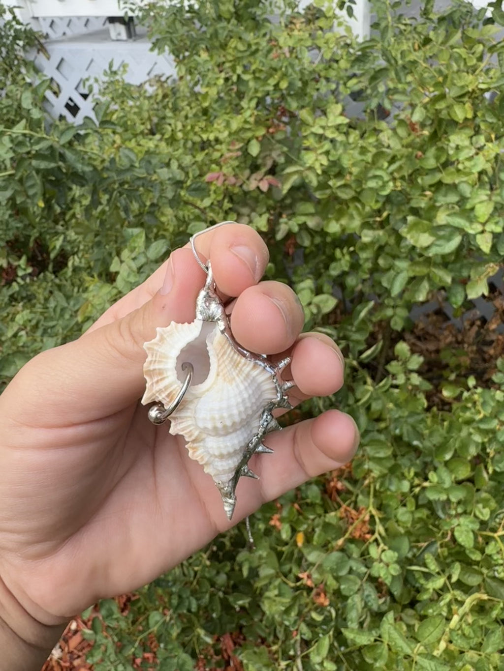 pierced shell 2